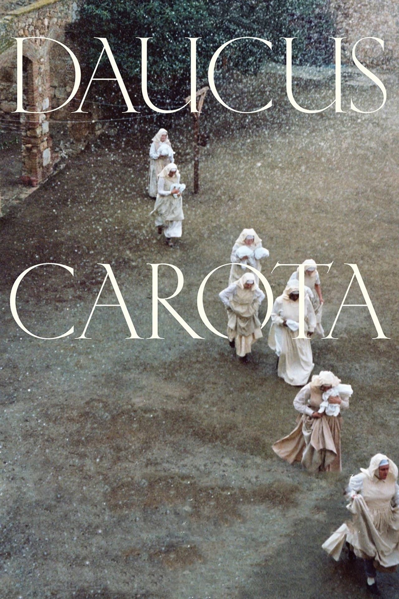 Daucus Carota preview 2