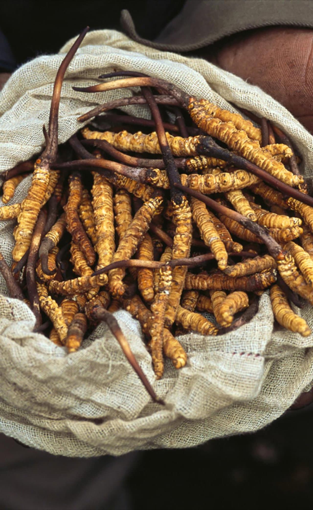 Yarsagumbu, l'or de l'Himalaya preview 1