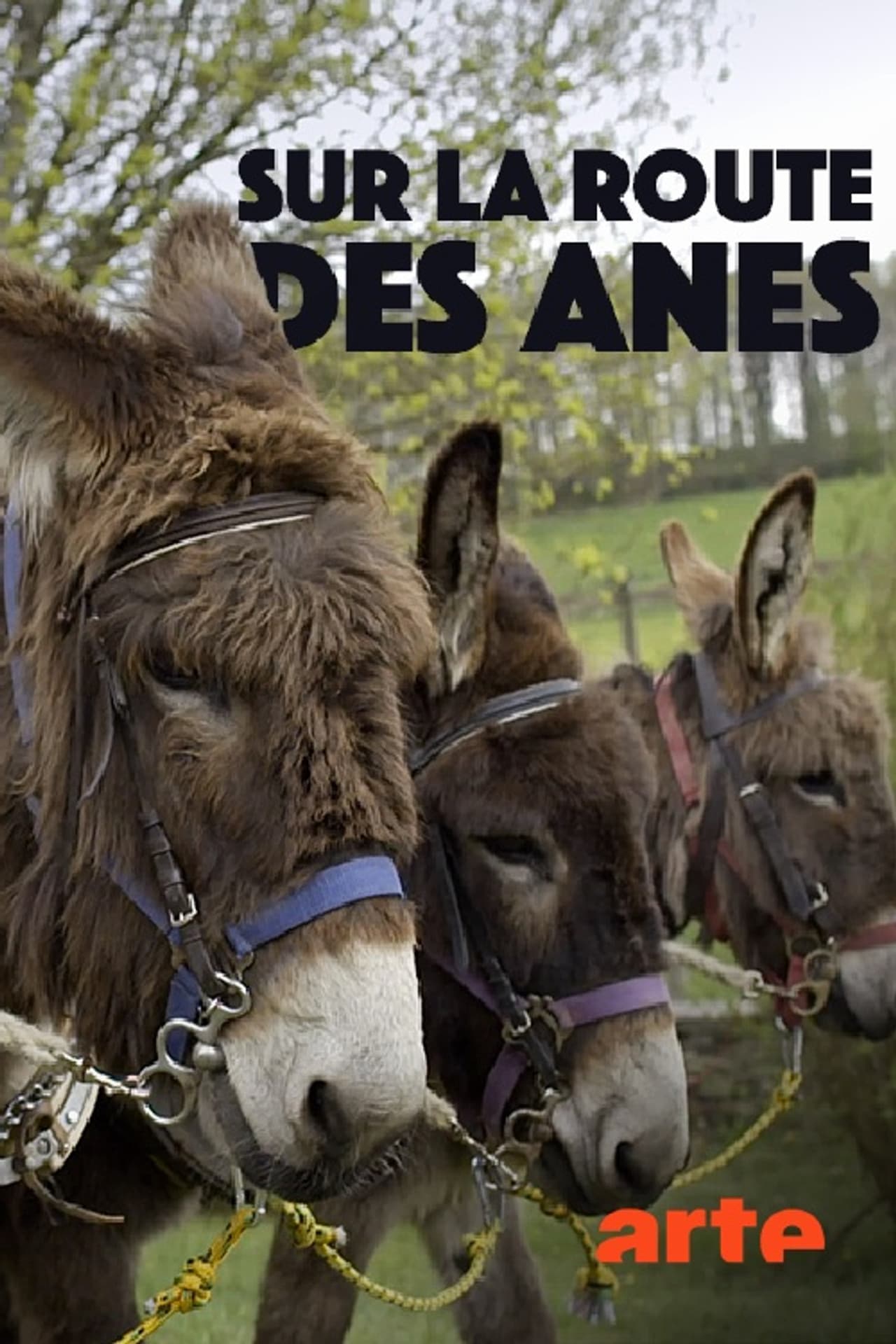 Sur la route des ânes preview 1
