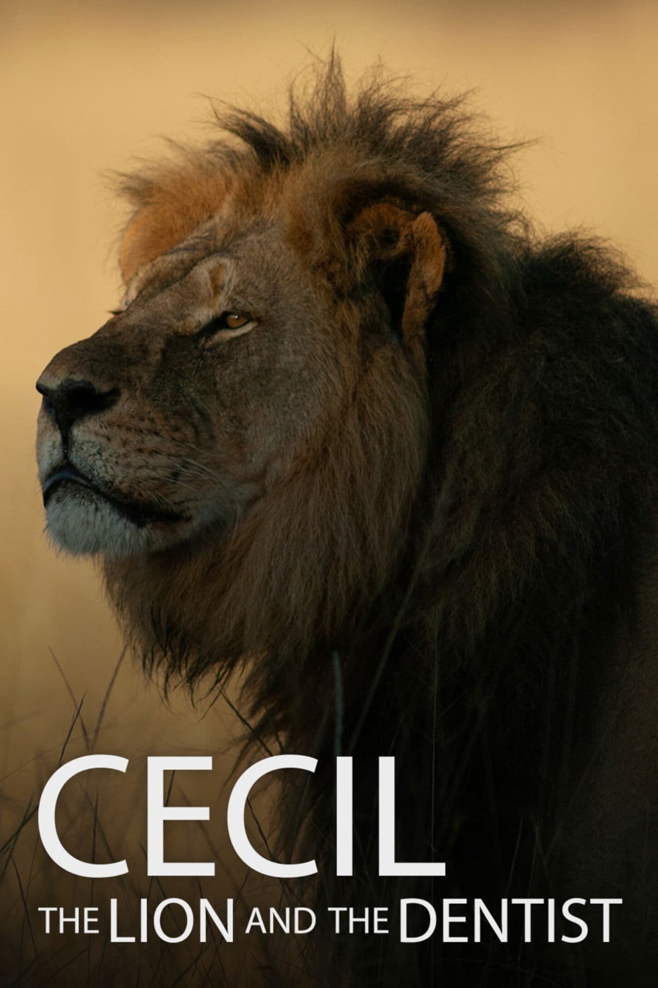 Cecil preview 2