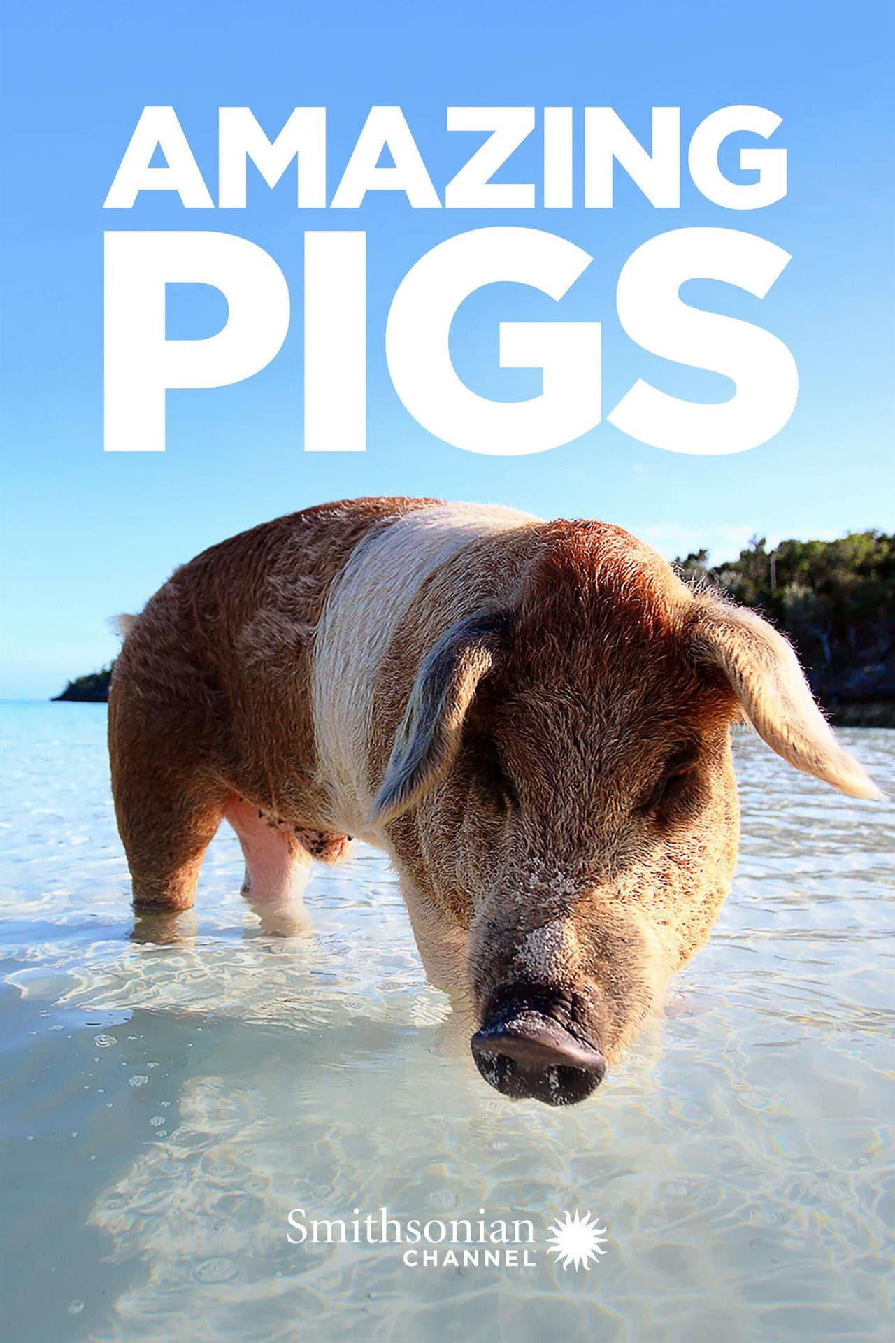 Amazing Pigs preview 2