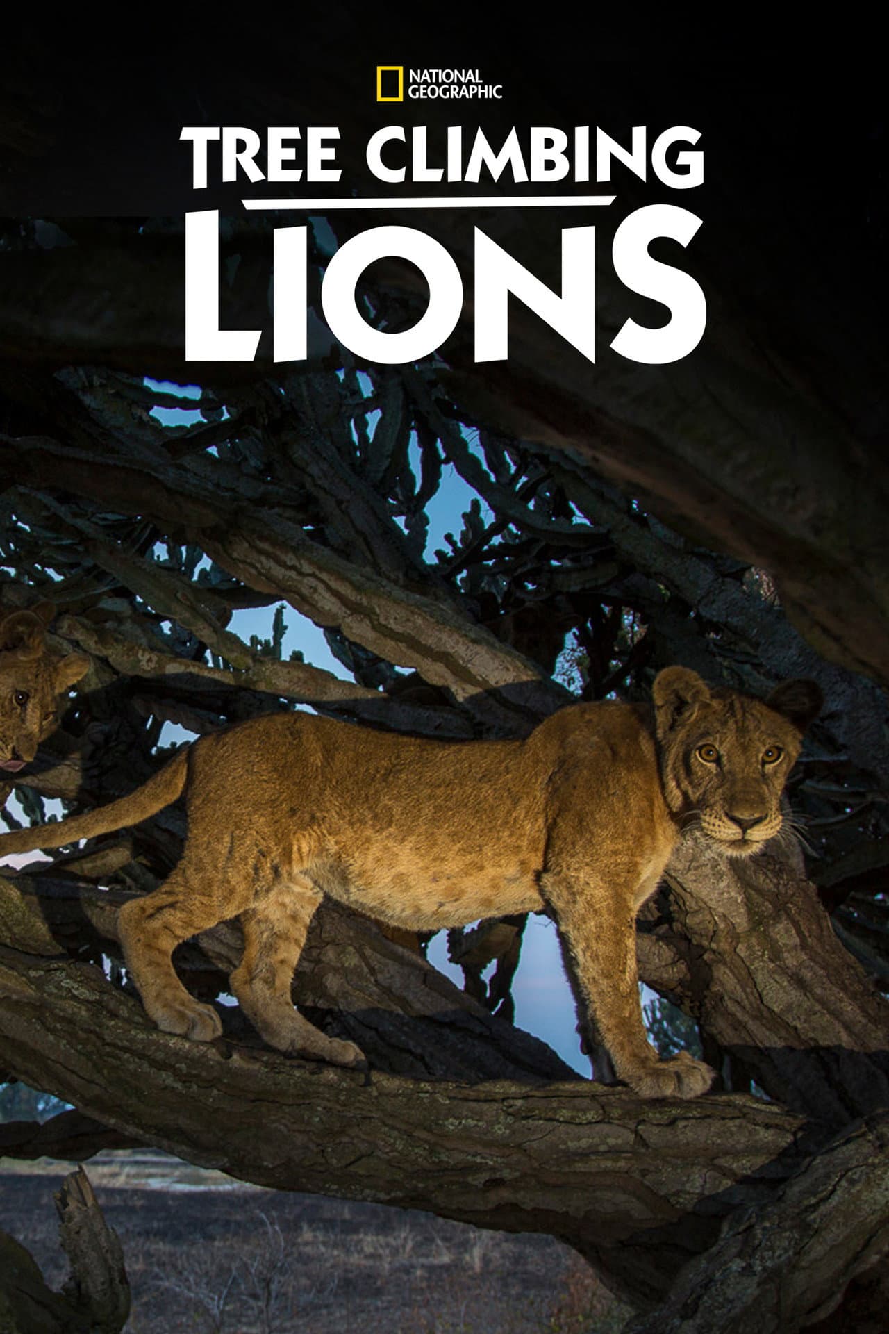 Tree Climbing Lions preview 2