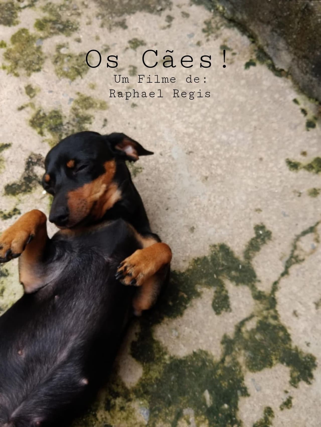 Os Cães! preview 1