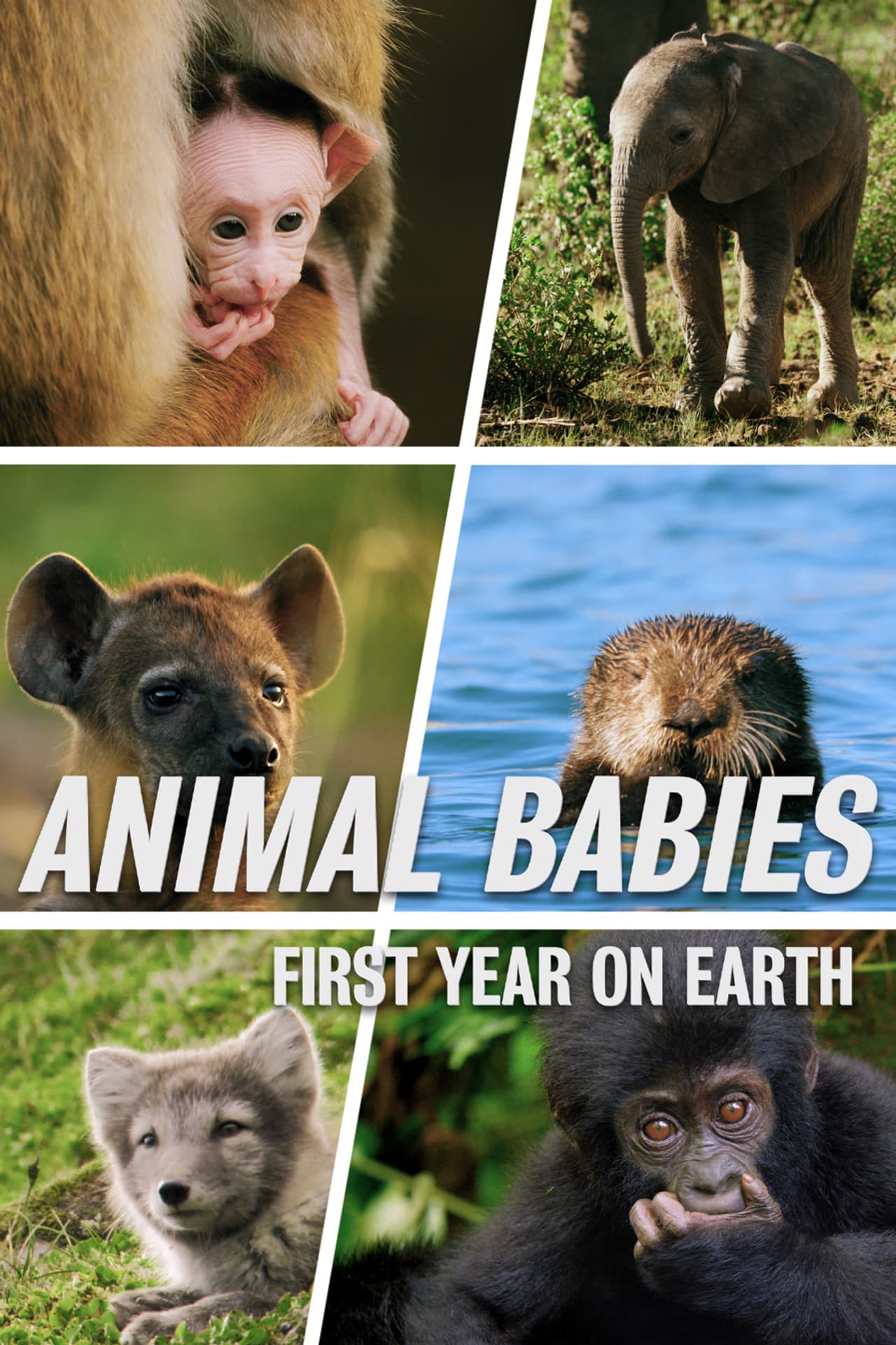 Animal Babies: First Year On Earth preview 2