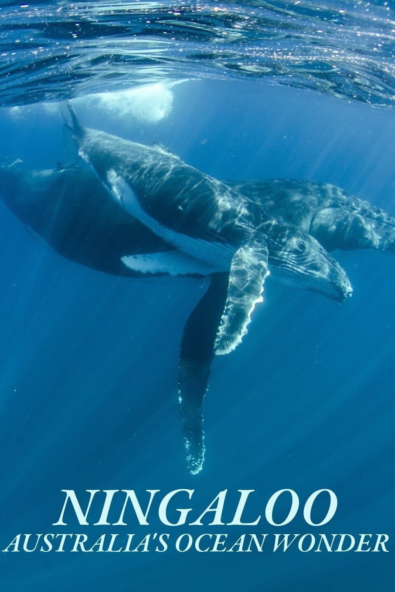 Ningaloo Nyinggulu preview 2