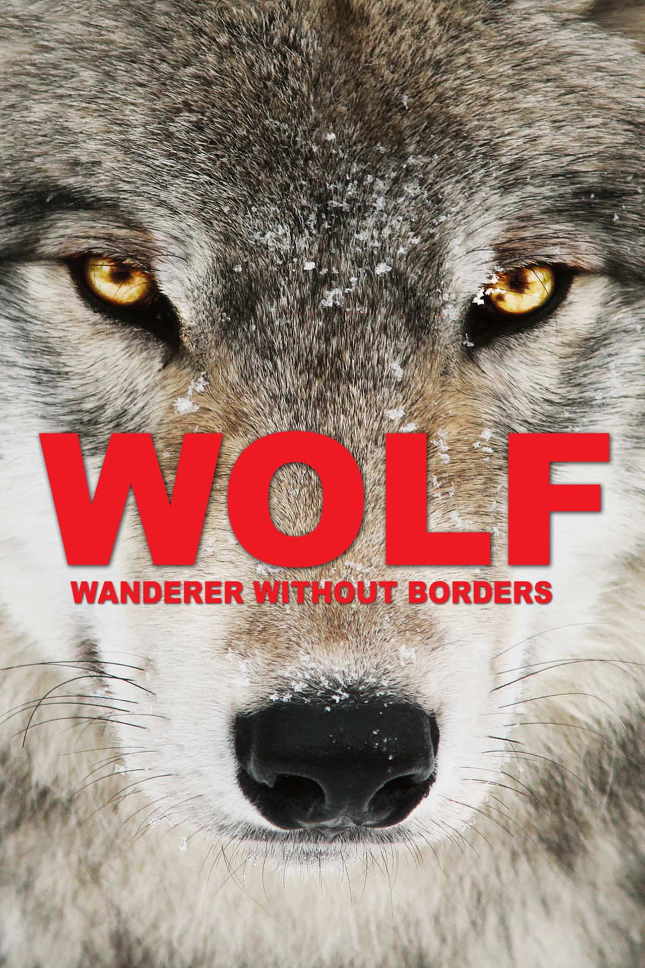 Wolf: Wanderer Without Borders preview 2
