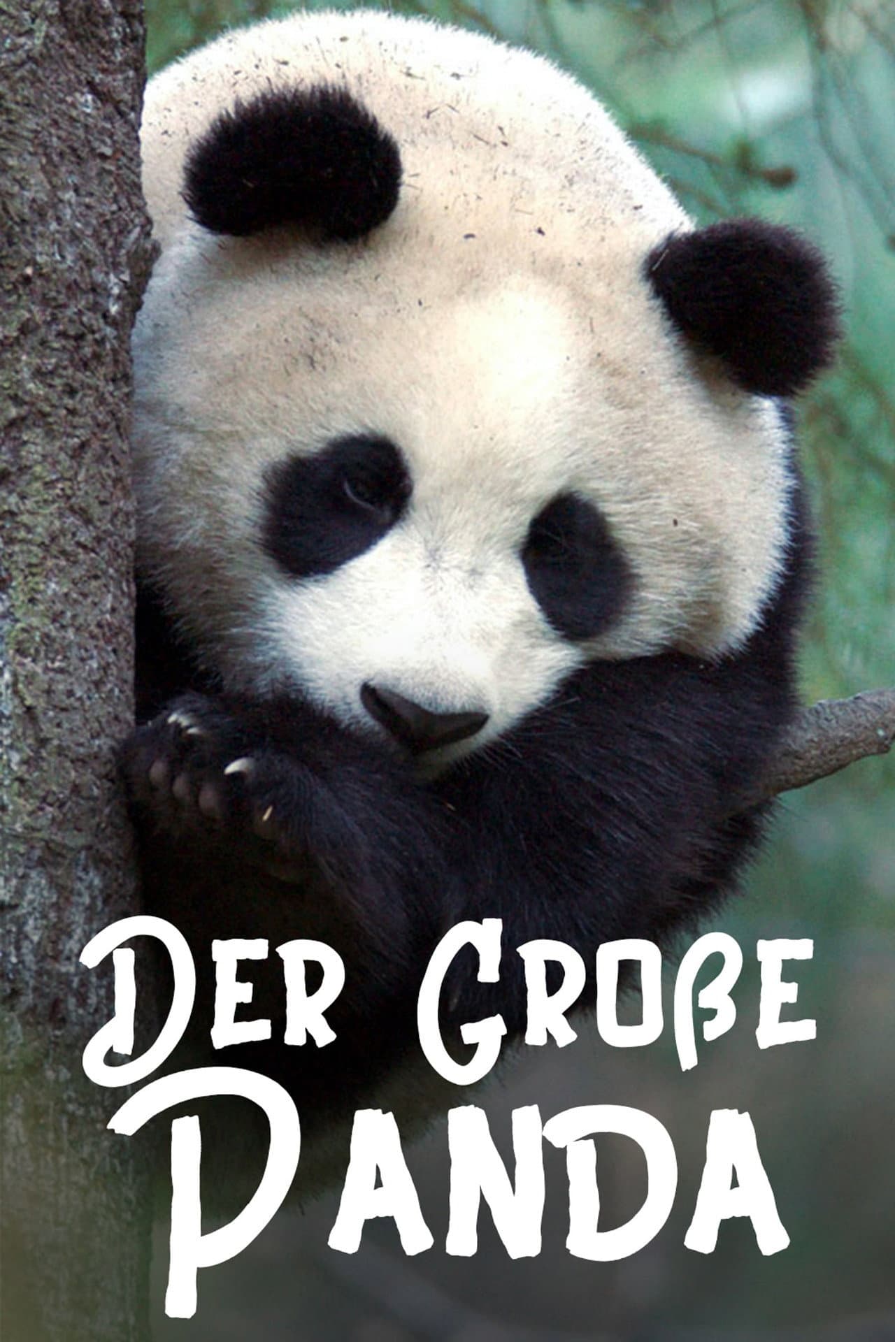 The Giant Panda preview 2