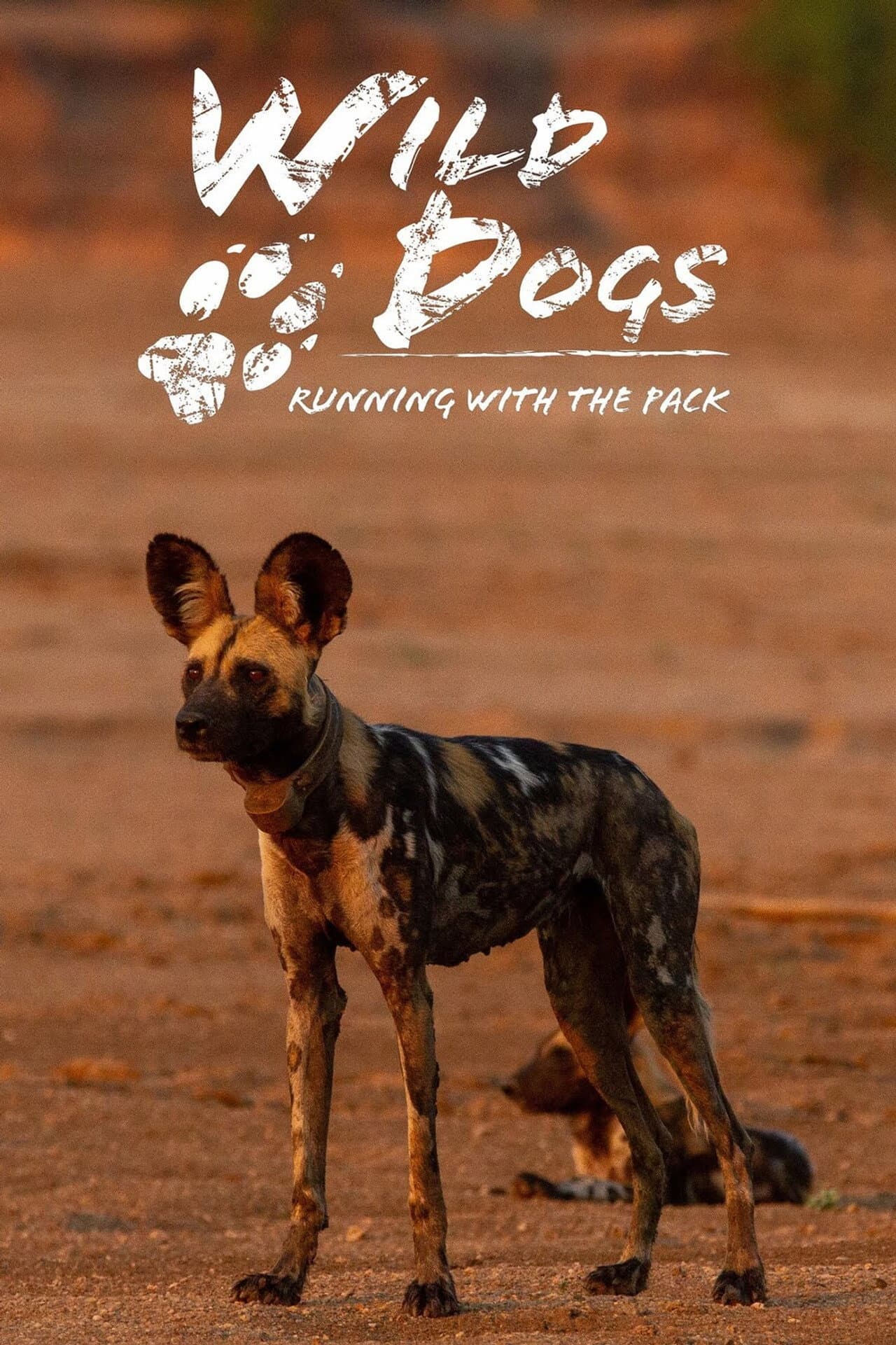 Wild Dogs: Running with the Pack preview 2