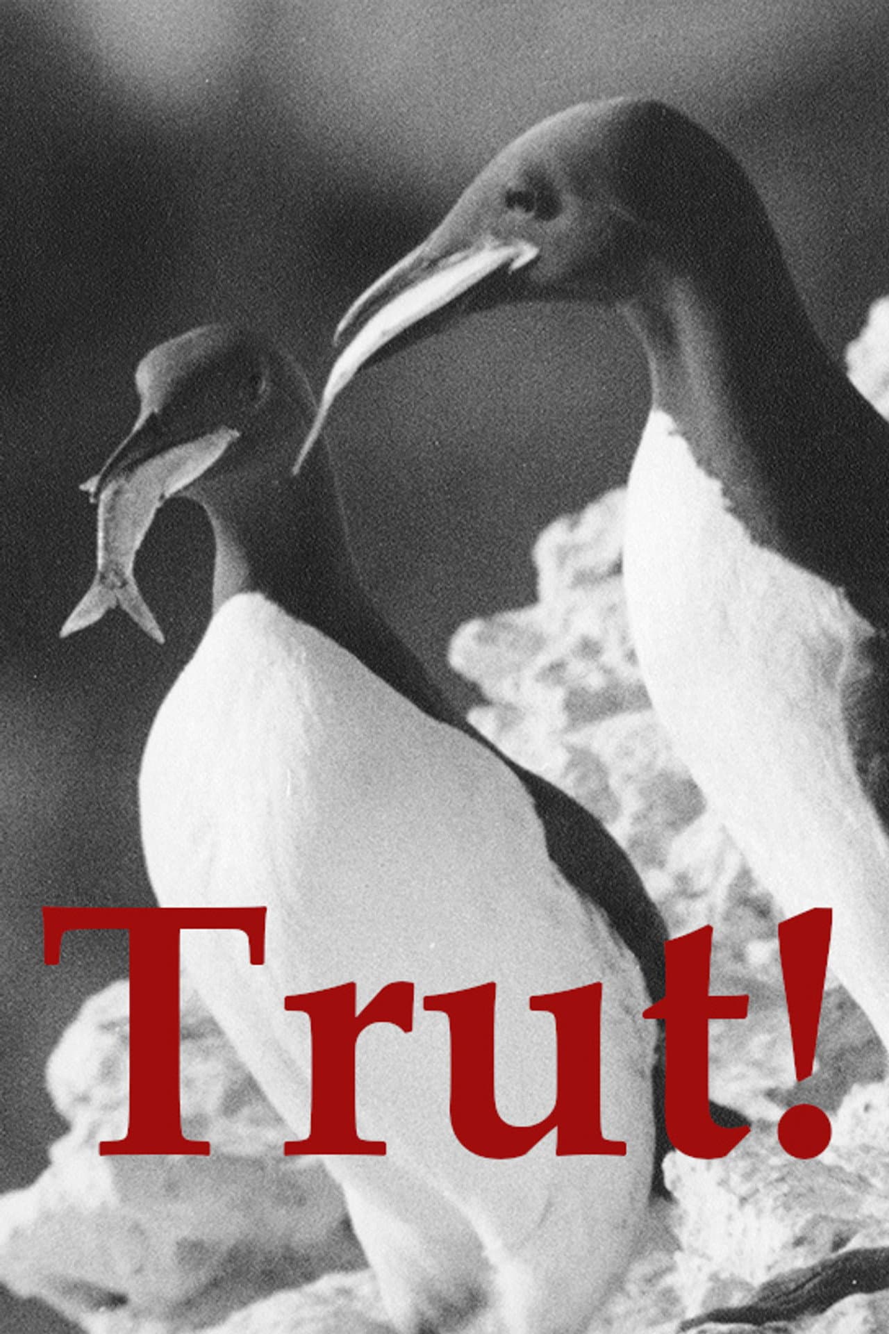The Gulls preview 1