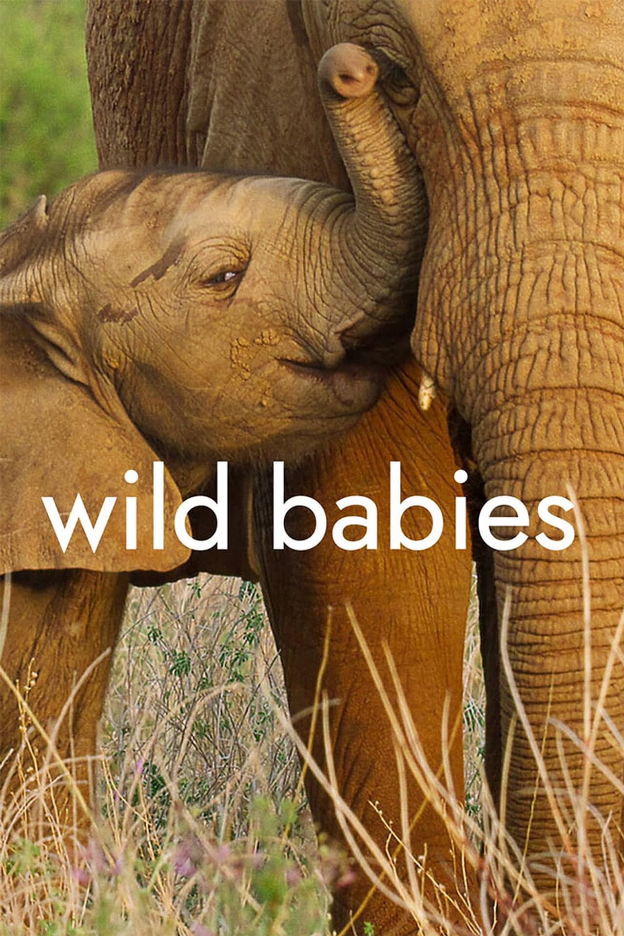 Wild Babies preview 2